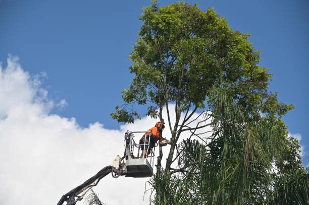 Reeds Spring, MO Tree Removal Services Company