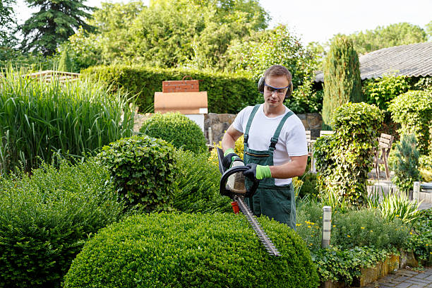 How Our Tree Care Process Works  in  Reeds Spring, MO